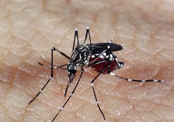 Bahia soma 17 mortes por dengue